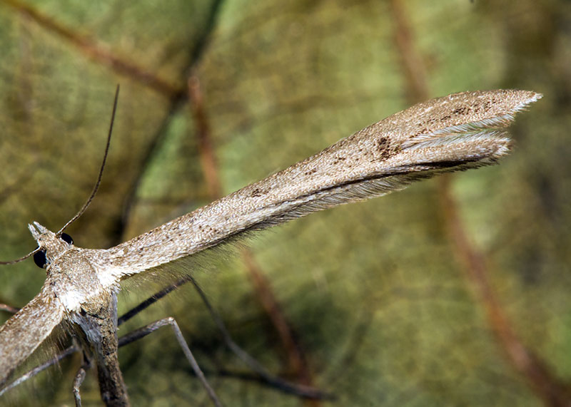 Pterophoridae da ID